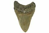 Fossil Megalodon Tooth - North Carolina #328074-1